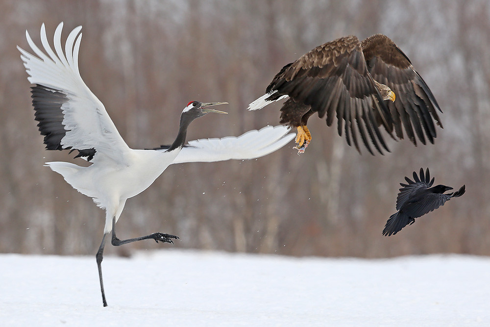 Mandschurenkranich (Grus japonensis)
