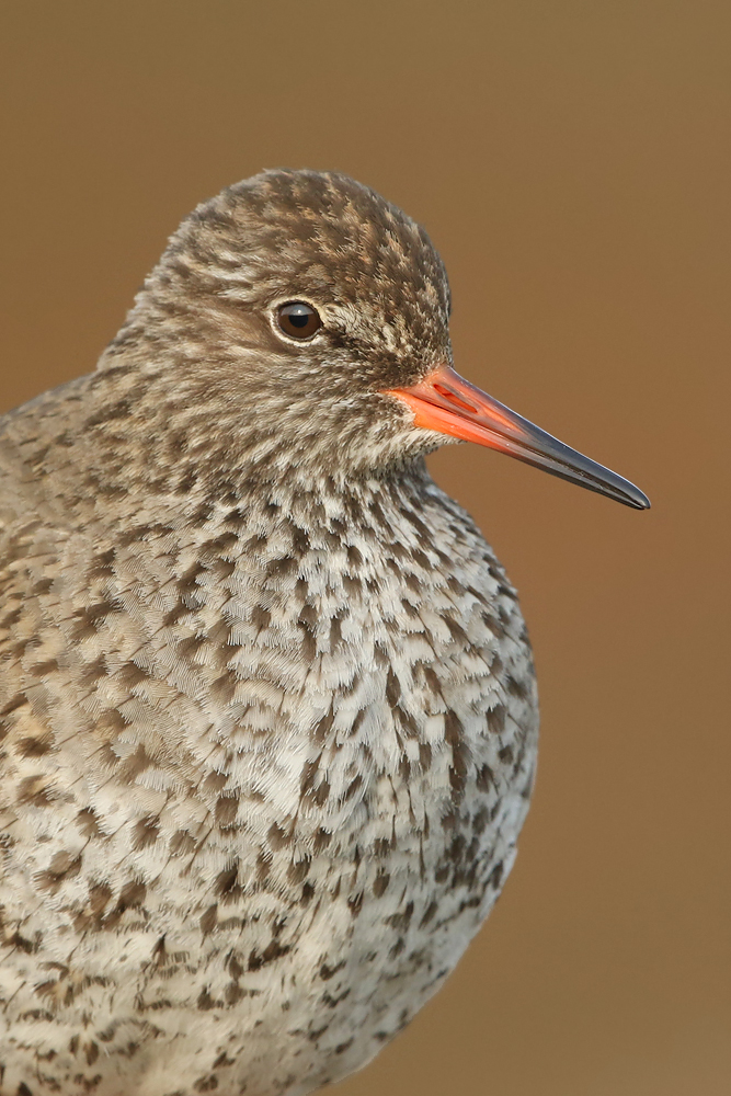 Rotschenkel (Tringa totanus)