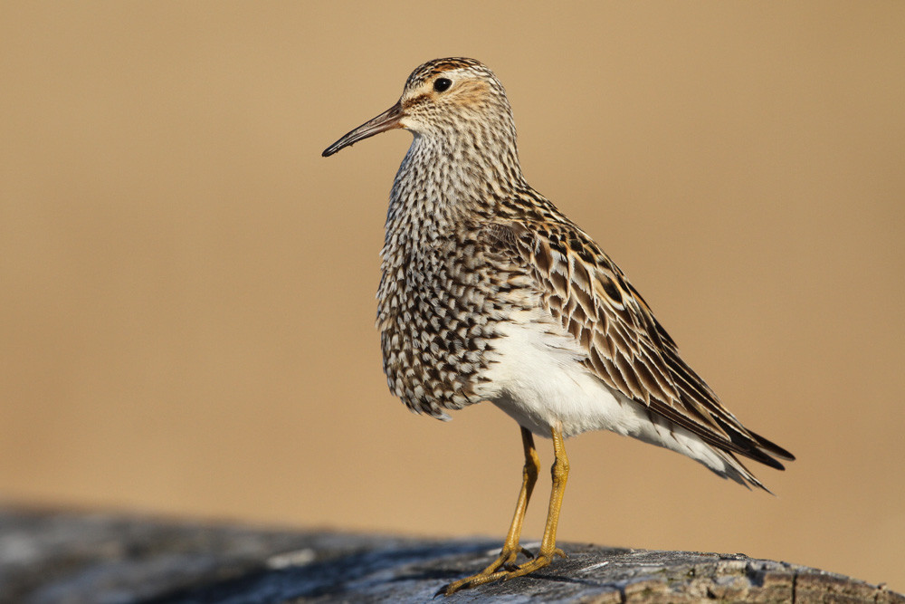 Graubruststrandläufer, Pectoral Sandpiper (Calidris melanotos)