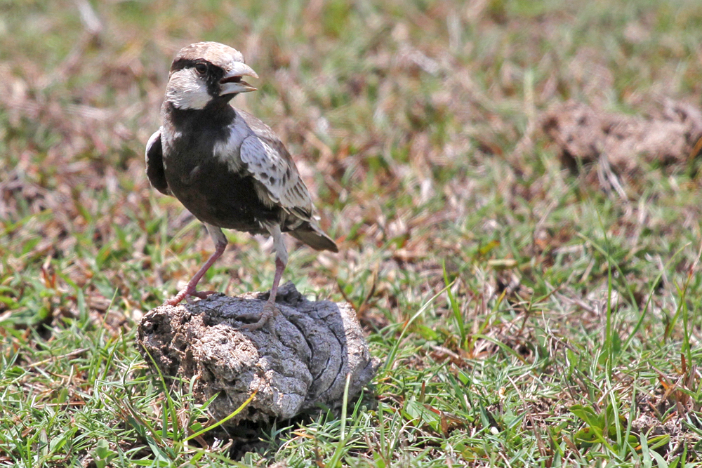 Grauscheitellerche, Ashy-crowned Sparrow-Lark (Eremopterix griseus) / Kalametiya