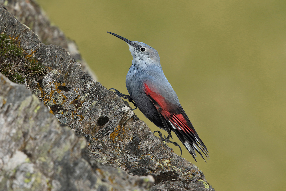 Mauerläufer (Tichodroma muraria)