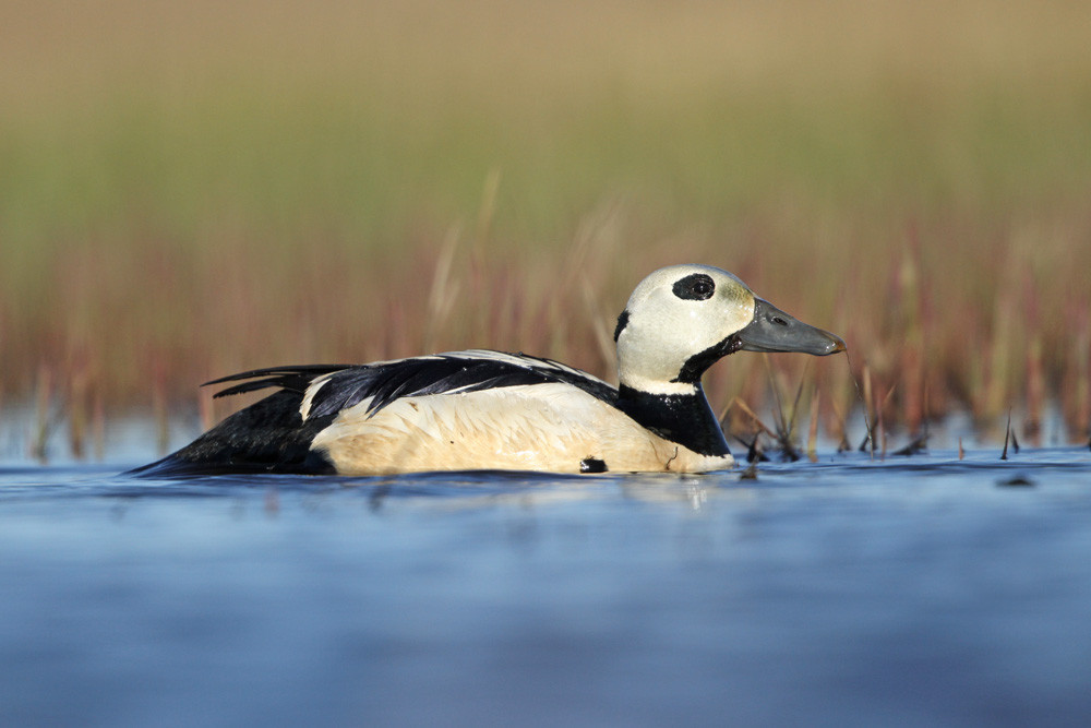 Scheckente, Steller's Eider (Polysticta stelleri)