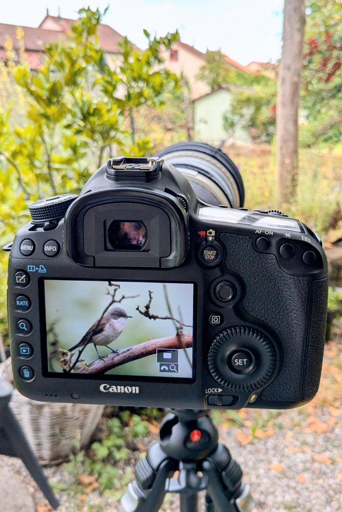 Klappergrasmücke singend im Garten - Dübendorf 2024