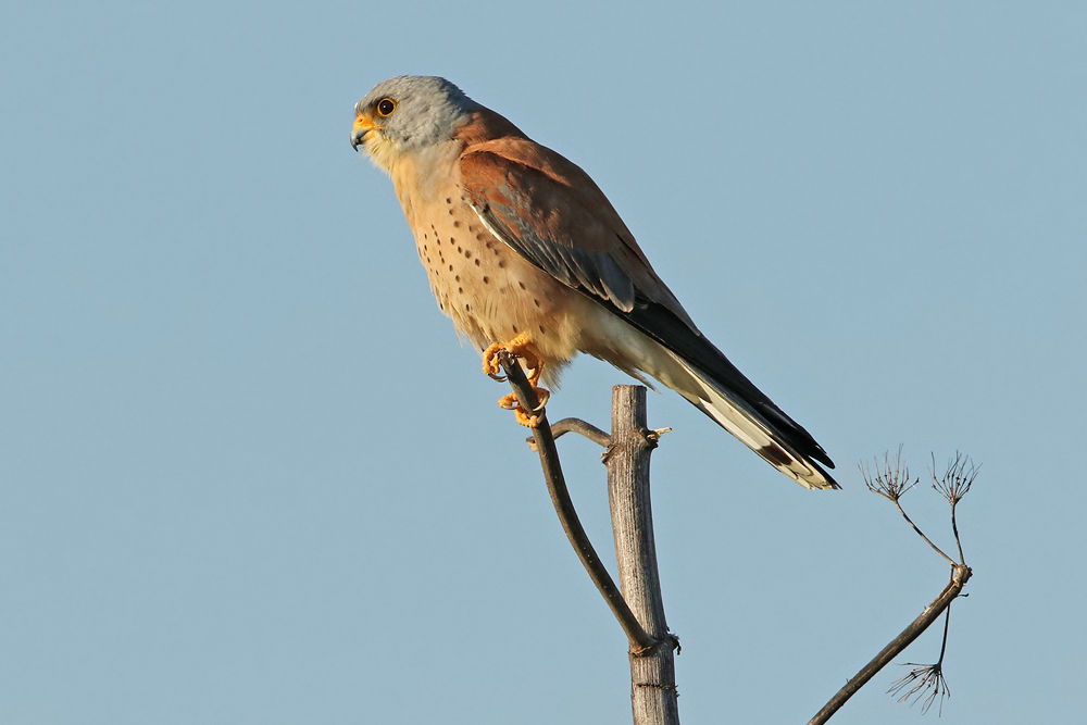 Rötelfalke (Falco naumanni)
