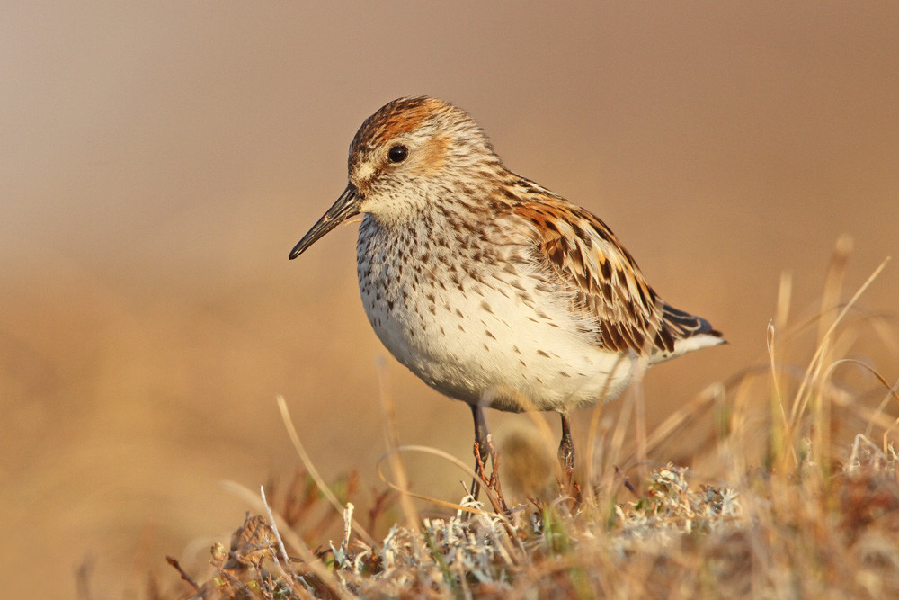  Bergstrandläufer, Western Sandpiper (Calidris mauri)