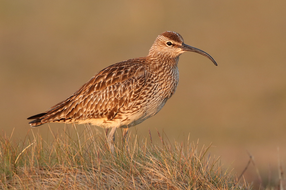 Regenbrachvogel (Numenius phaeopus)