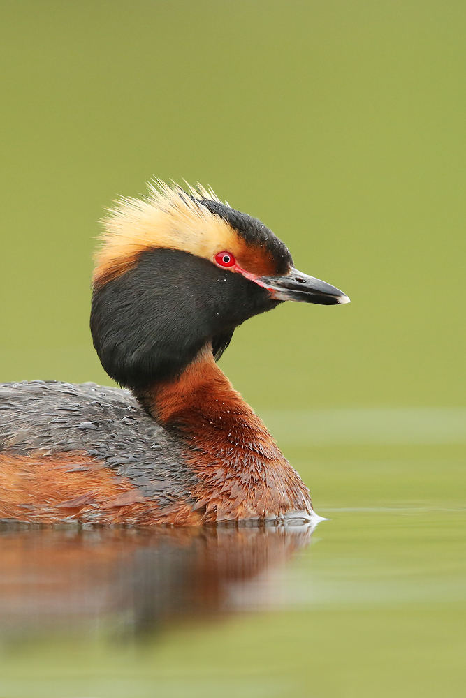 Ohrentaucher (Podiceps auritus)
