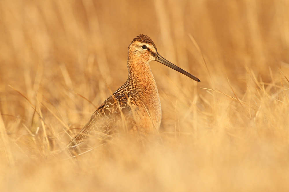 Grosser Schlammläufer, Long-billed Dowitcher (Limnodromus scolopaceus)