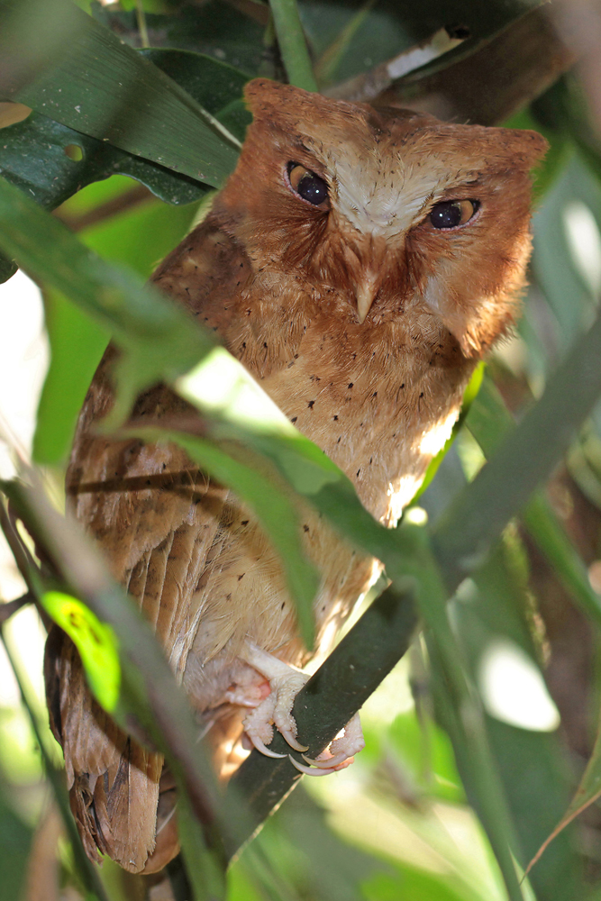 Serendib-Zwergohreule, Serendib Scops Owl (Otus thilohoffmanni) / Sinharaja