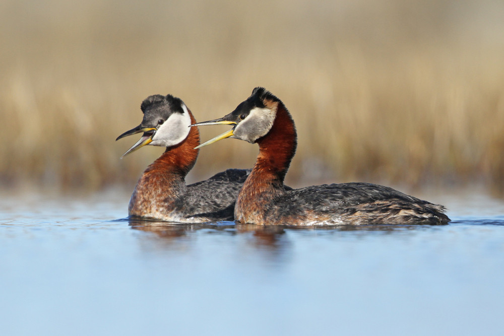 Rothalstaucher, Red-necked Grebe (Podiceps grisegena ssp. holboelii)