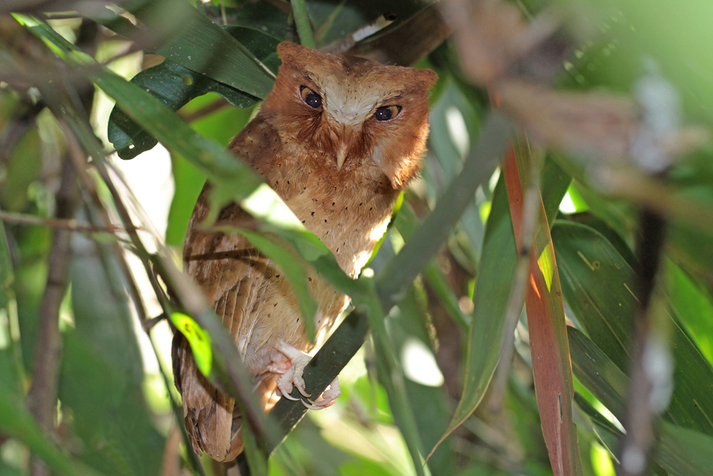 Serendib-Zwergohreule, Serendib Scops Owl (Otus thilohoffmanni) / Sinharaja