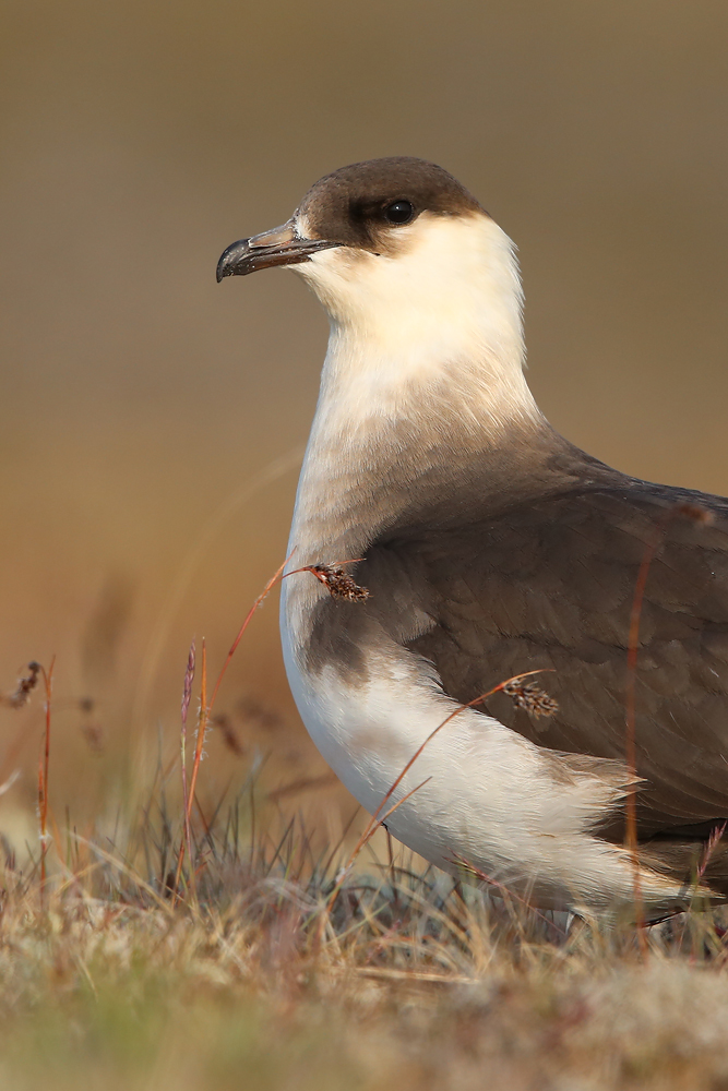 Schmarotzerraubmöwe (Stercorarius parasiticus)