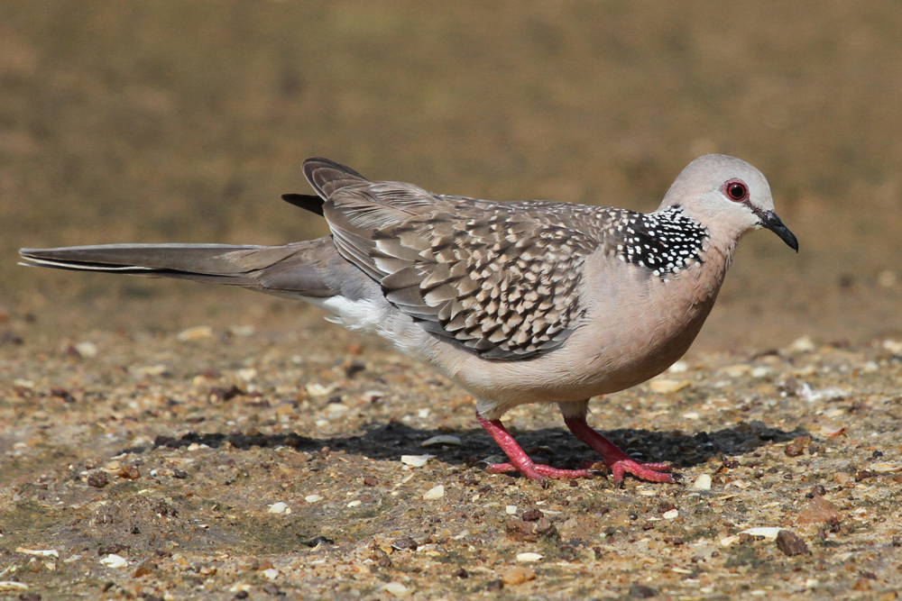 Perlhalstaube, Spotted Dove (Spilopelia chinensis) / Kalametiya