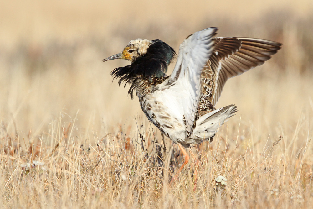 Kampfläufer, Ruff (Philomachus pugnax)