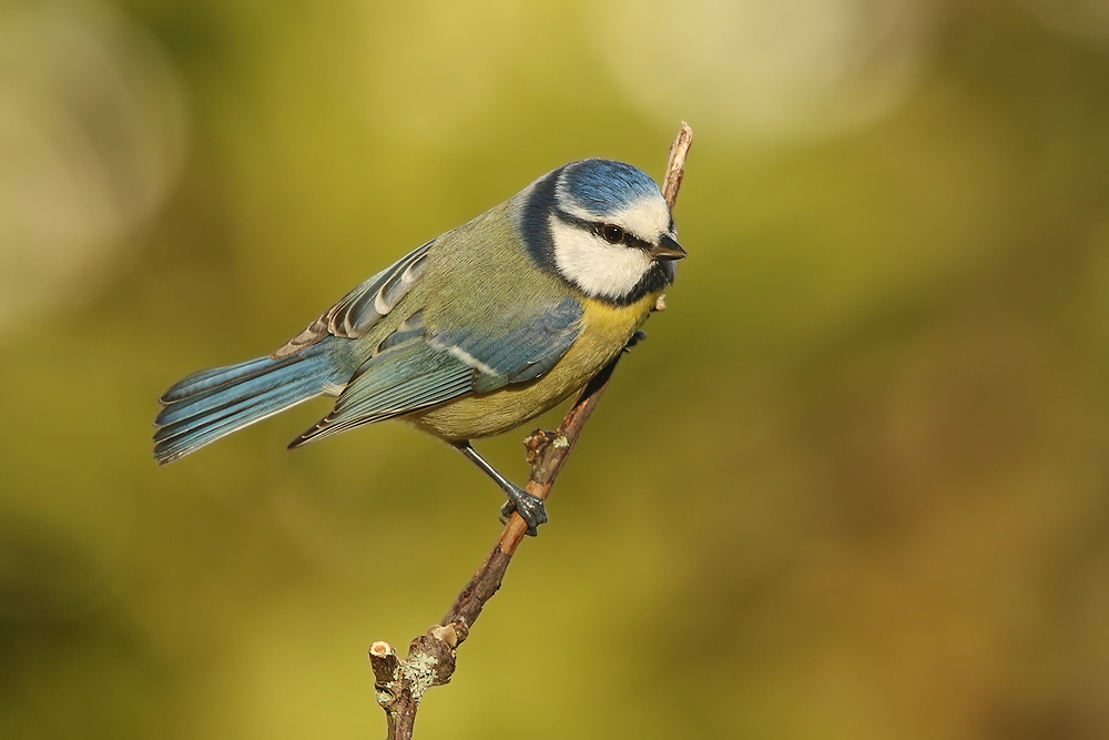 Blaumeise (Cyanistes caeruleus)