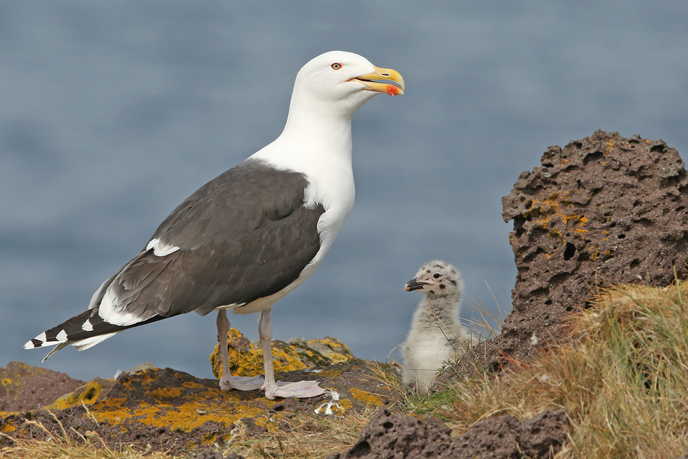 Mantelmöwe (Larus marinus)