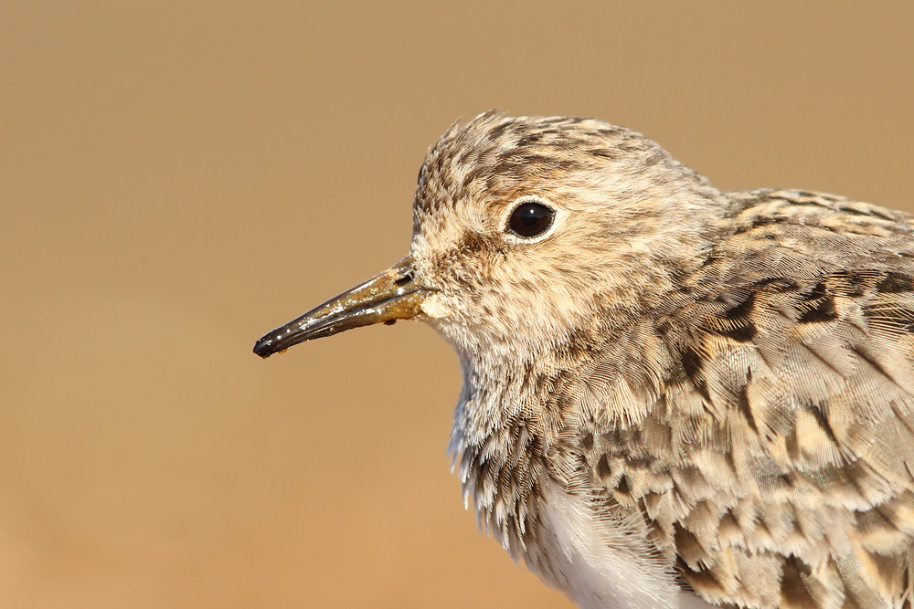  Temminckstrandläufer, Temminck's Stint (Calidris temminckii)