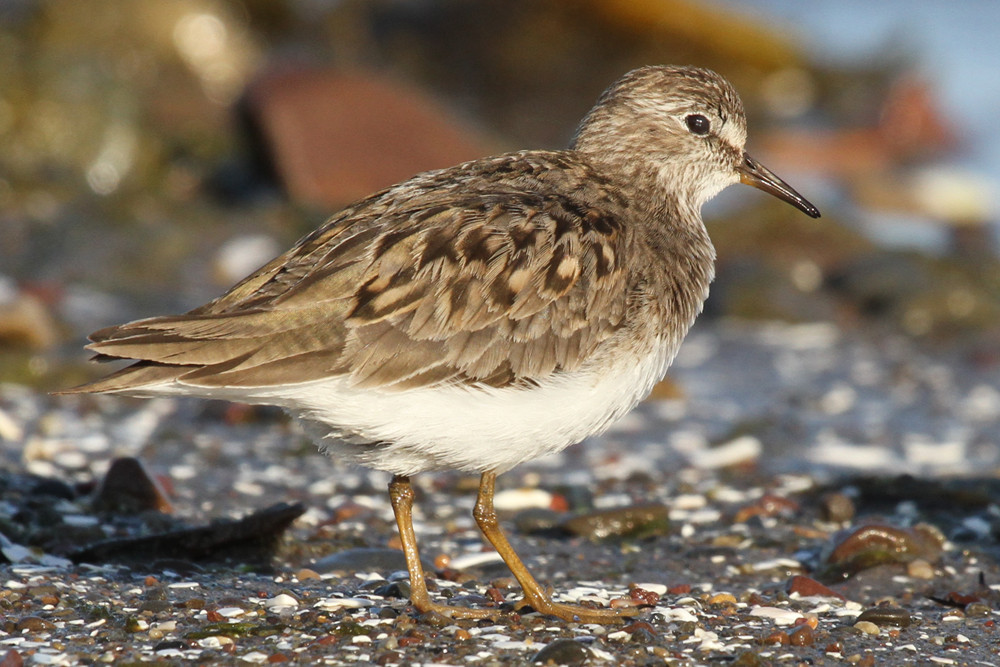 Temminckstrandläufer, Temminck's Stint (Calidris temminckii)
