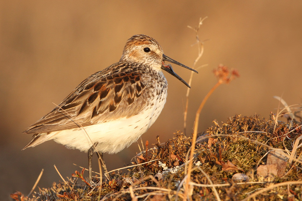  Bergstrandläufer, Western Sandpiper (Calidris mauri)