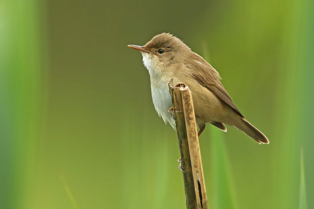 Teichrohrsänger (Acrocephalus scirpaceus)