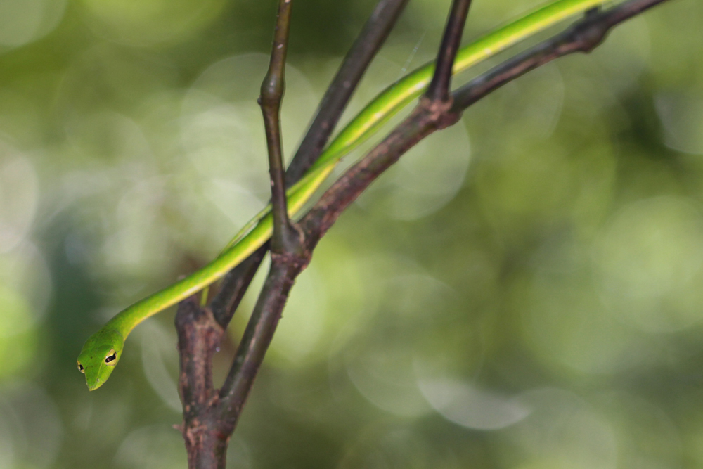 Nasen-Peitschennatter, Green Vine Snake (Oxybelis fulgidus) / Kitulgala - Foto von Livia Haag