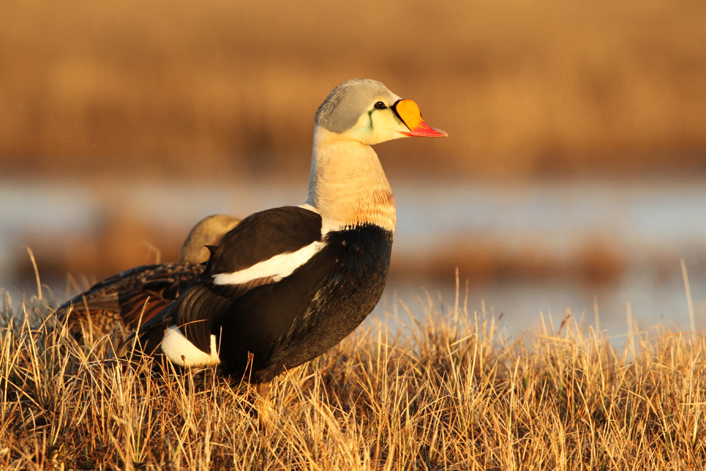 Prachteiderente, King Eider (Somateria spectabilis)