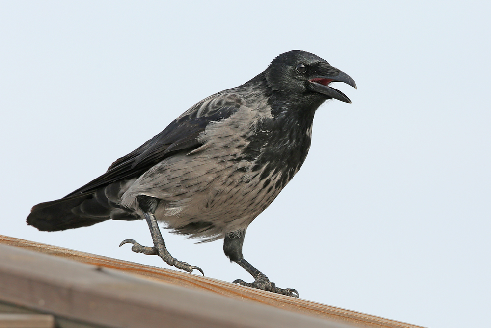 Nebelkrähe (Corvus cornix)