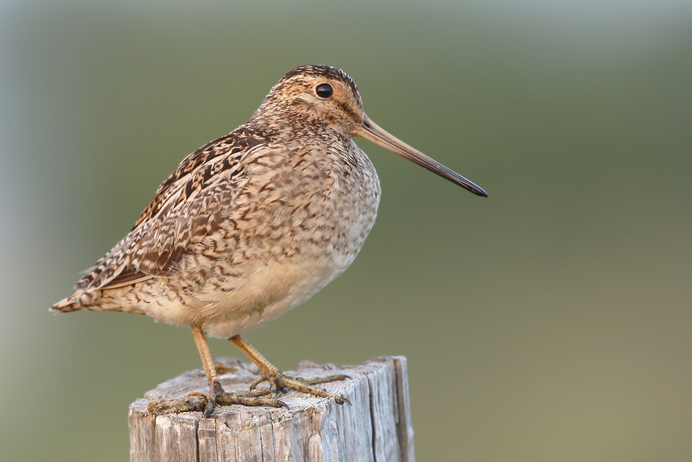 Bekassine (Gallinago gallinago)