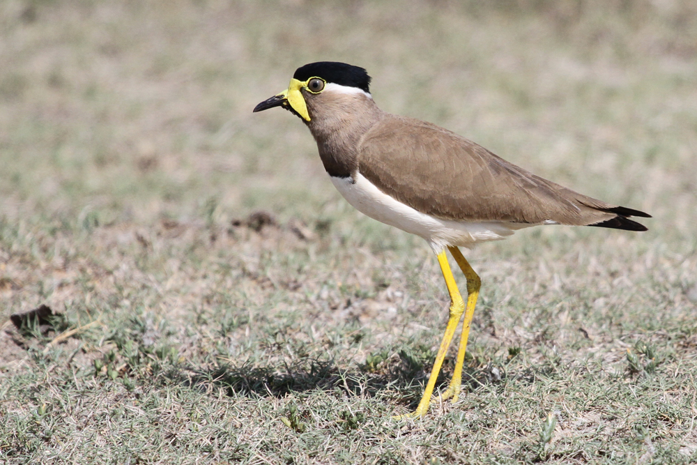 Gelblappenkiebitz, Yellow-wattled Lapwing (Vanellus malabaricus) / Kalametiya