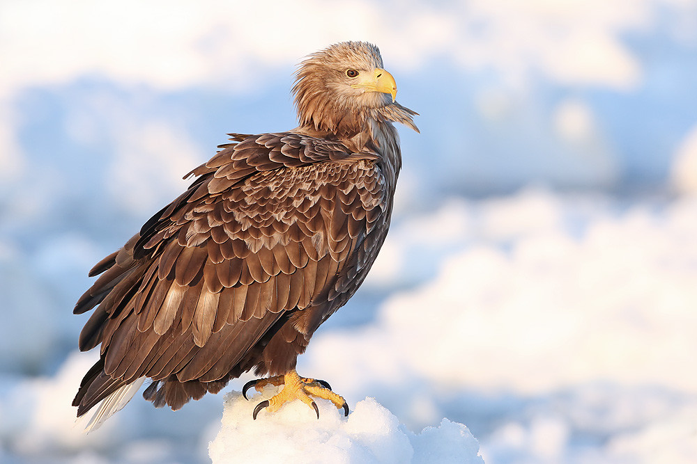 Seeadler (Haliaeetus albicilla) 