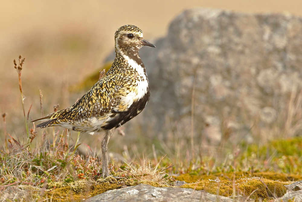 Goldregenpfeifer (Pluvialis apricaria)