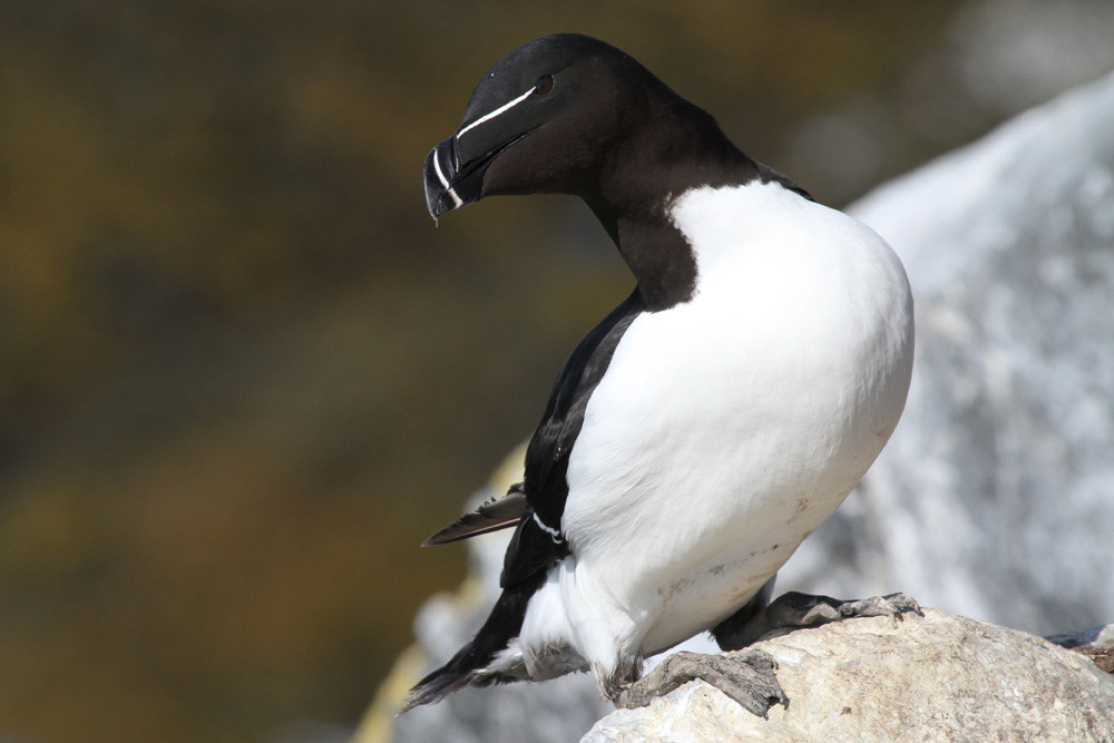 Tordalk, Razorbill (Alca torda)
