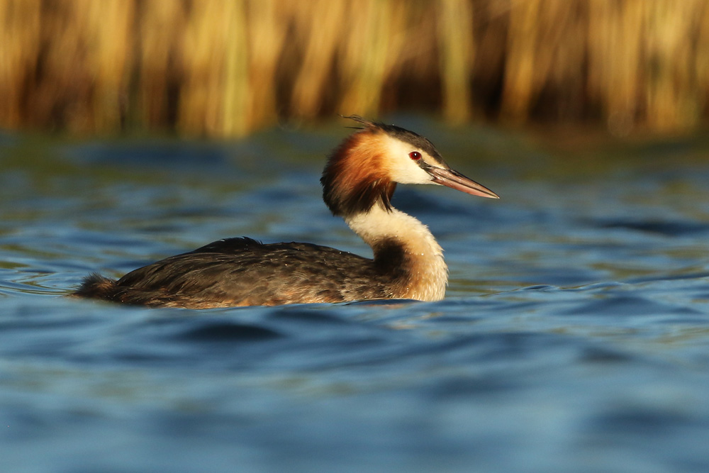 Haubentaucher (Podiceps cristatus)