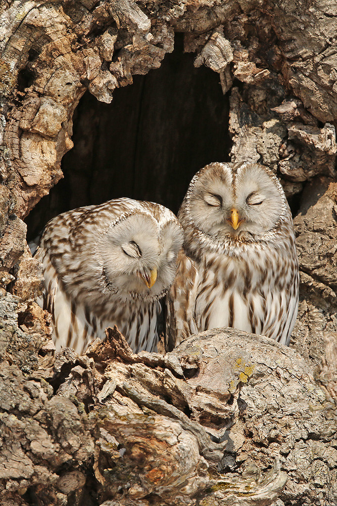 Habichtskauz (Strix uralensis ssp. japonicus)