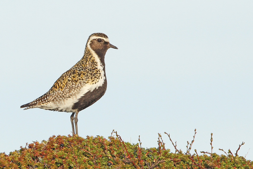 Goldregenpfeifer, European Golden Plover (Pluvialis apricaria)