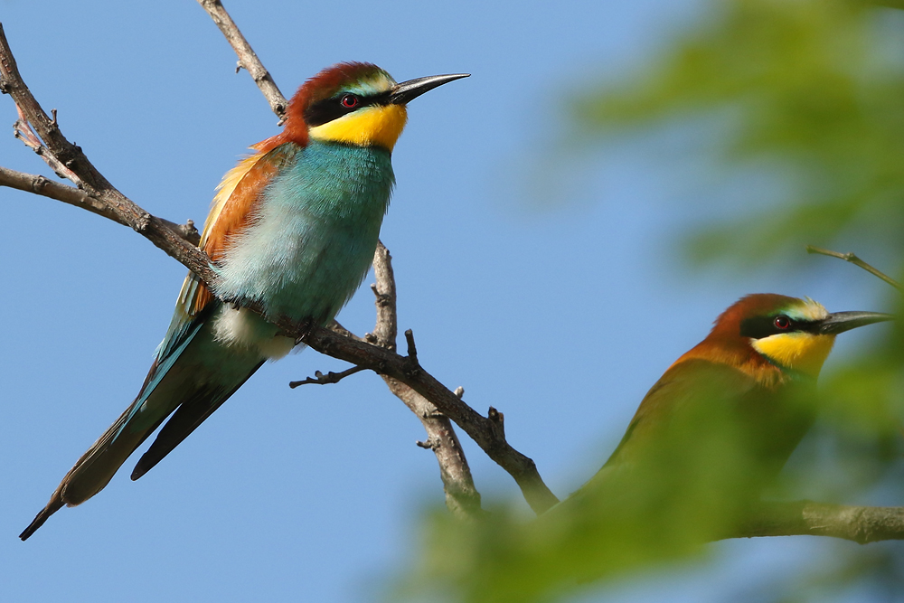 Bienenfresser (Merops apiaster)