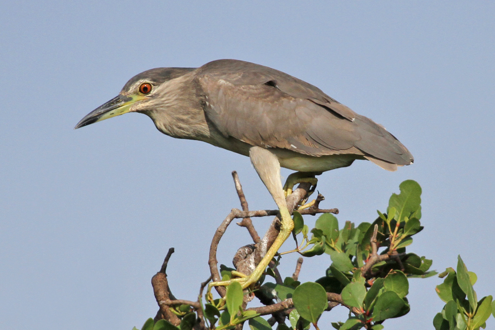 Nachtreiher, Black-crowned Night Heron (Nycticorax nycticorax) / Kalametiya