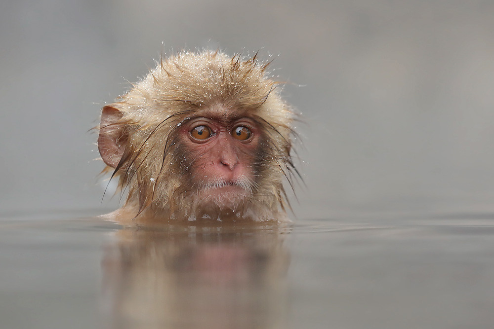 Japanmakak (Macaca fuscata) 