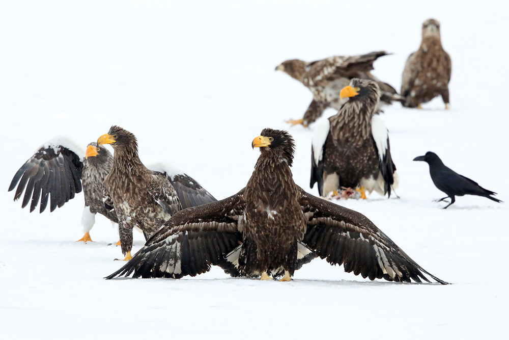 Riesenseeadler (Haliaeetus pelagicus)