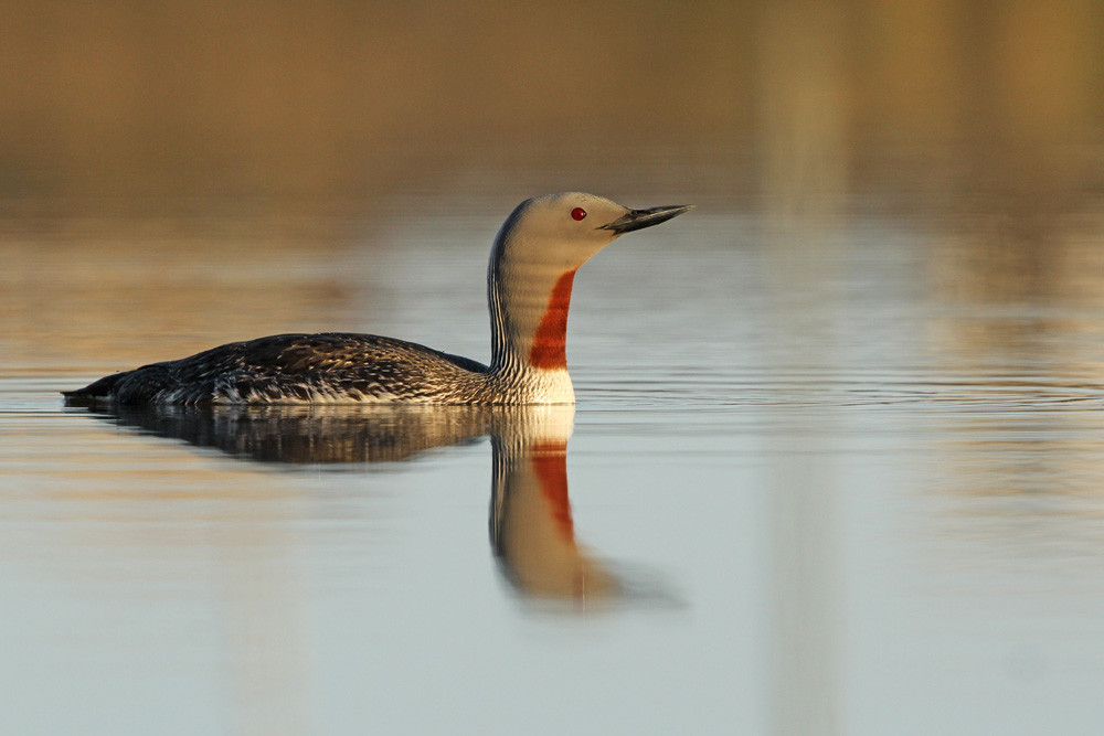 Sterntaucher, Red-throated Loon (Gavia stellata) 