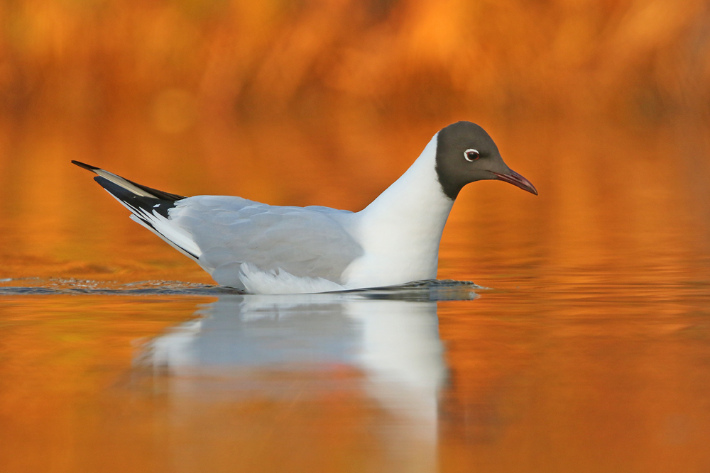 Lachmöwe (Chroicocephalus ridibundus)