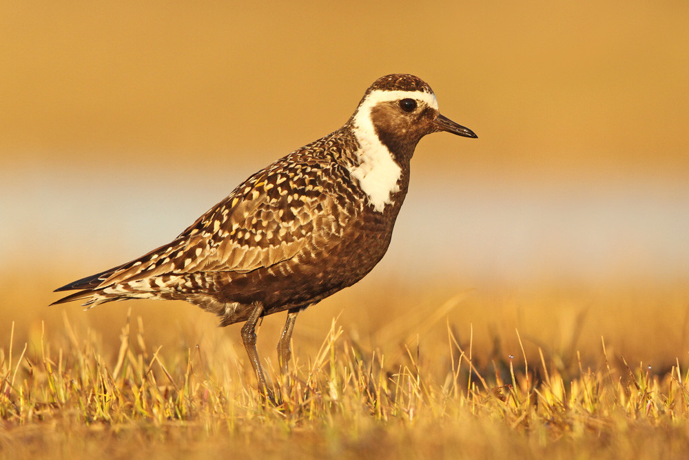 American Golden Plover (Pluvialis dominica)