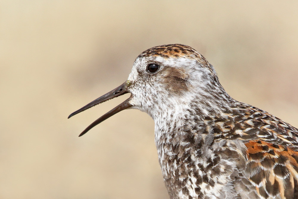 Beringstrandläufer, Rock Sandpiper (Calidris ptilocnemis ssp. tschuktschorum)