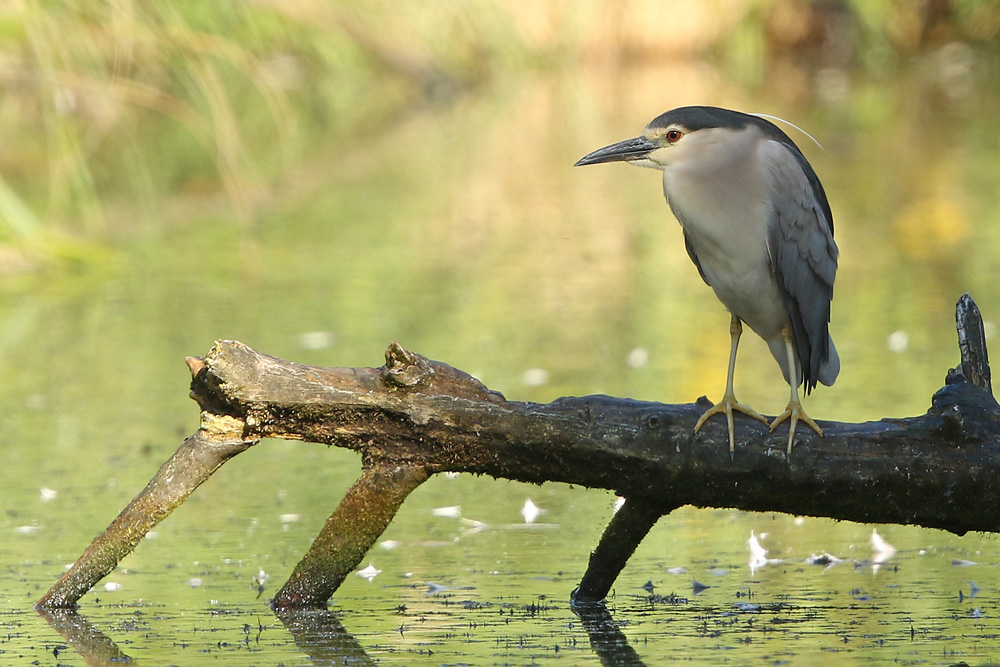 Nachtreiher (Nycticorax nycticorax)