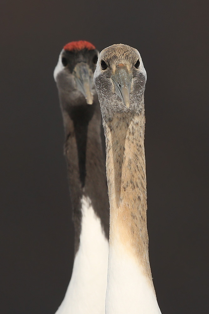 Mandschurenkranich (Grus japonensis)