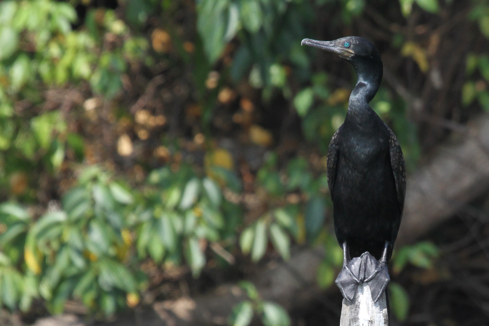 Braunwangenscharbe, Indian Cormorant (Phalacrocorax fuscicollis) / Kalametiya