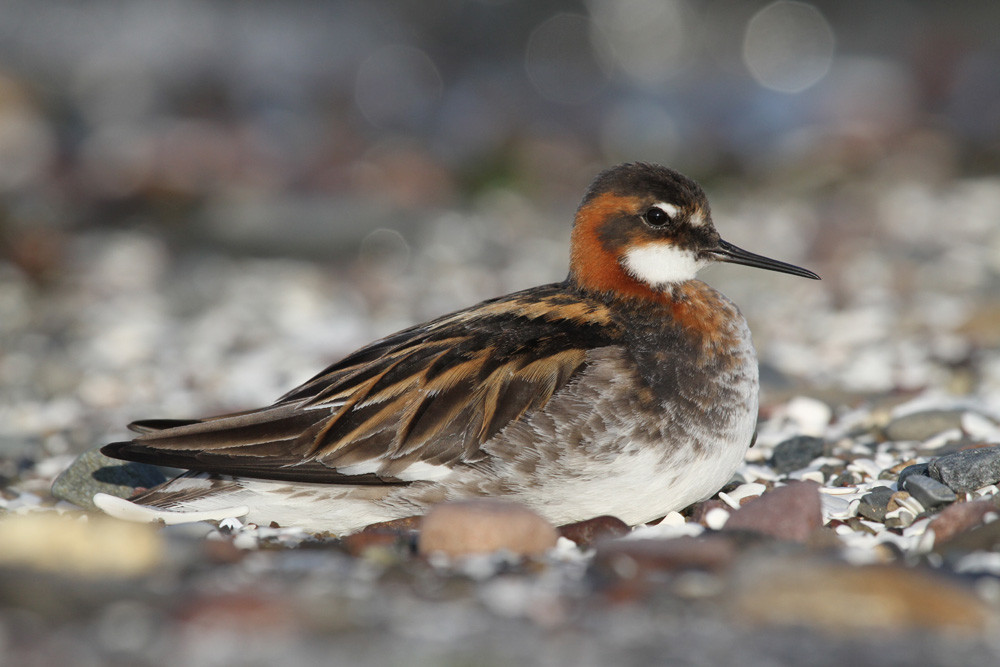 Odinshühnchen, Red-necked Phalarope (Phalaropus lobatus)