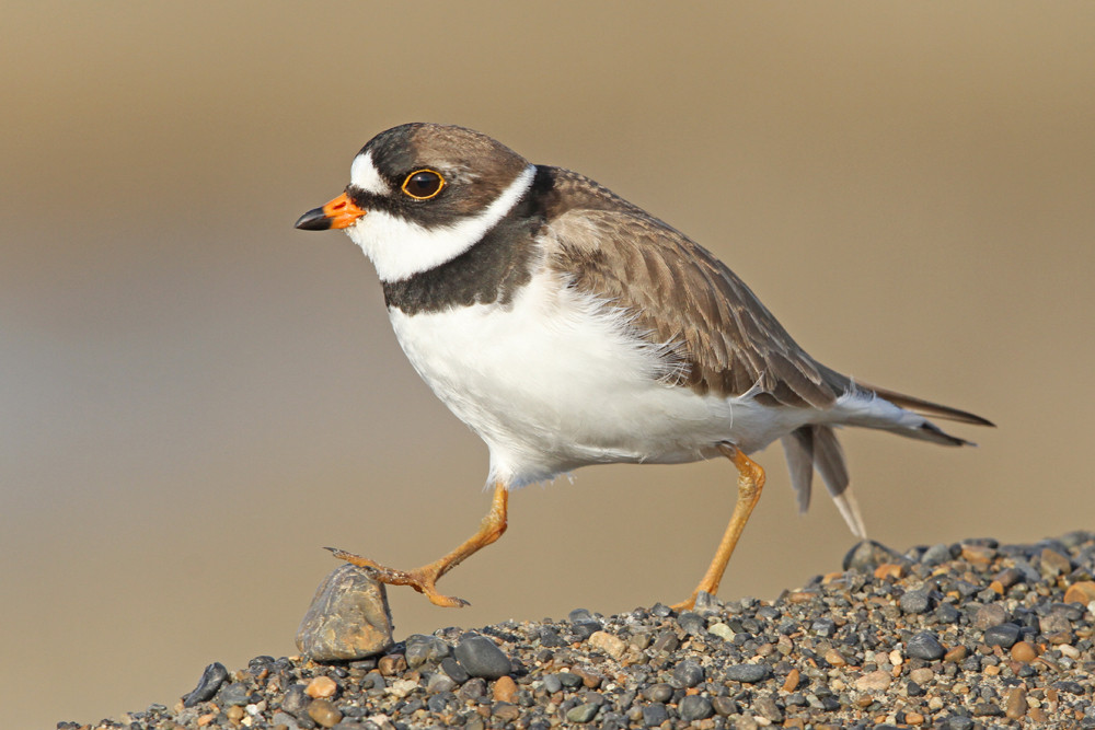 Amerikanischer Sandregenpfeifer, Semipalmated Plover (Charadrius semipalmatus)
