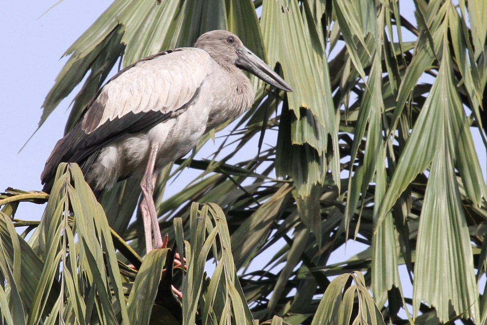 Silberklaffschnabel, Asian Openbill (Anastomus oscitans) / Kitulgala
