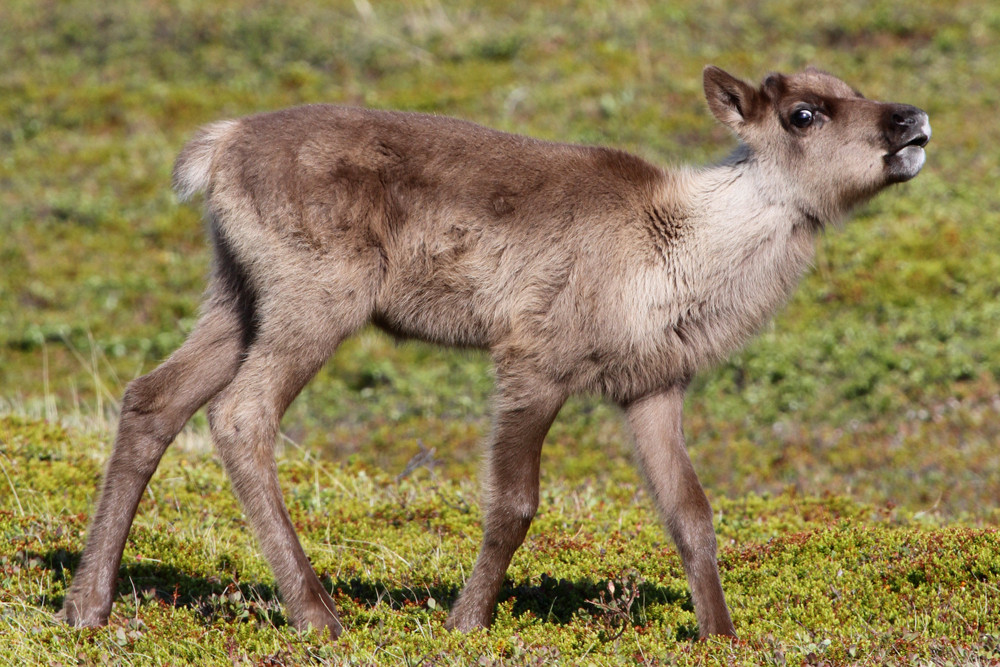 Rentier, Reindeer (Rangifer tarandus)